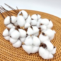 늘솜아뜰리에 목화 꽃 가지 5송이 10송이 번들 겨울인테리어소품 목화 드라이플라워, 화이트 10송이 번들