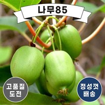 (나무85) 다래 용성2호 4치 포트