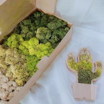 스칸디아모스 공기정화식물 천연이끼 그라데이션그린 테라리움 재료 이끼구매, 1개
