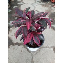 칼라만냥금/홍공작/중품, 1개