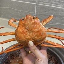 포항 구룡포 연지 자숙 홍게 3kg 12마리 내외 수율 70%급, 상세페이지 참조