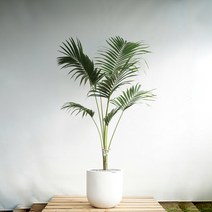 플라워바인 대형 겐차야자 켄차야자 화이트폴리스톤라운드화분, 필요없음, 기본서랍식