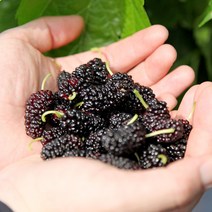 오디 상품 5kg 10kg 과상2호 청일 품종 (벌크포장) 뽕나무열매, 1개, 상품(청일) 10kg
