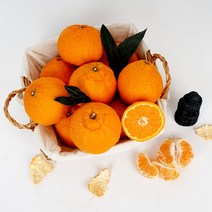 [제주땡큐베리팜] 농장직송 프리미엄 제주 한라봉 3kg 가정용 선물용, 10수 이내 (특대과/선물포장)