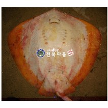 황가오리(노랑가오리) 3kg (조업당일발 송상품)황가오리애 가오리회 가오리찜, 자연산 황가오리 3kg(기본손질)