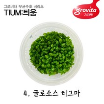 무균수초 글로소스 티그마/무균배양/액상배지/