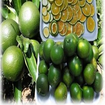 제주 태향농원 수작업 직배송 청귤 혼합과 5kg/10kg 파격 세일!!, 1박스, 5KG