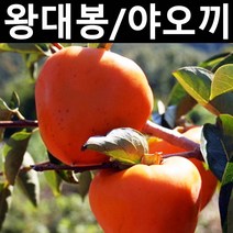 감나무(야오끼/왕대봉) R4cm 결실주(분)/나무 묘목/과실수/유실수