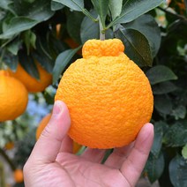 (담아팜) 가정용 한라봉 3kg 5kg 10kg, 한라봉 5kg 중소과 (17-24과) 벌크포장