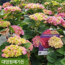 유럽 마크로필라수국 7종 여름 꽃 나무 정원수, 04. 딥 퍼플 댄스 - C2포트