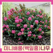 배롱나무 묘목 미니백일홍 삽목2년생 개화주 3개