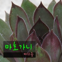마호가니 (바위솔 노지월동) 지름 9cm 소품 다육화분, 1개