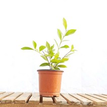 미니 구아바 잎 빨간 빨강 열매 나무 묘목 농장 화분 반려 식물