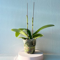 꽃필라나 호접란 레이 분홍꽃 팔레놉시스 미니호접란 거실 화분, 레이(쌍대)