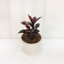 갑조네 홍공작 만냥금 공기정화식물 미세먼지 인테리어 화분, 1개