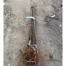 봄바람가든 자두묘목 포모샤 접목1년특묘 자두나무 꼼꼼한포장 과실수 자두키우기 과실수 묘목