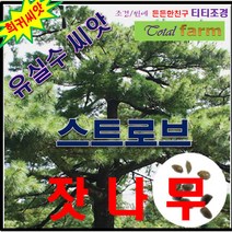 희귀씨앗/스트로브 잣나무 씨앗5g -수목씨앗/조경