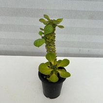 [다은꽃농원]선인장키우기 리치아이금 중품 키우기쉬운 다육선인장 음이온발생 전자파차단