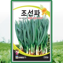 조선파 파 씨앗 파 씨 종자 1000립, 단품