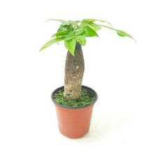 YMX700132파키라(소) 실내공기정화식물 공기청정식물 파키라키우기, 1