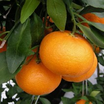 귤나무(레드향)접목2년/묘목/F0306