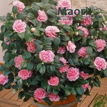 대성식물 서향 동백나무 중형 겨울꽃 핑크꽃, 1개