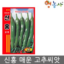 신홍고추씨앗 600립, 신홍고추
