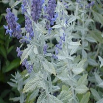 모종/러시안세이지 실버블루 15cm화분 노지월동 J499