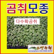 (J소망)신품종 다수확곰취모종(20개) 더위에 강함, 20개