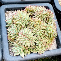 [올식스] 원종마리아철화 131 다육식물 다육이 키우기