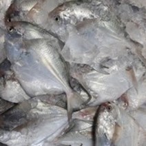 목포 국내산 신안 병어 10마리 1kg 급냉발송, 상세페이지 참조