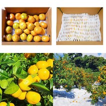 [삼시세끼연구소] 제주도 하우스 귤 감귤 밀감 1kg 2kg 3kg 5kg 고당도 2s 로얄과 꼬마 중과 가정용 조생 비가림, 2.하우스귤2kg, 꼬마(2S 미만)