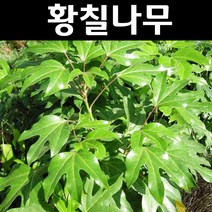 황칠 나무 묘목 키80cm 1개/특용수/약용수