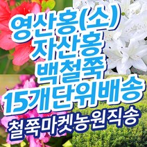 홍매왜철쭉 관련 상품 TOP 추천 순위