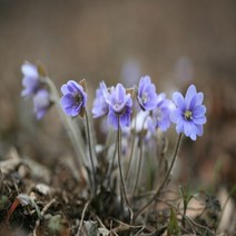 청 노루귀 3포트(10cm) -1세트
