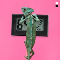 키밍 심플 디지털 온습도계 정밀 온도계 반려동물 온습도계 _ 7501209EA, $ 블랙, $ 본상품선택