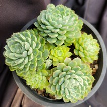 [메카다육]15-0203 멕시코미니마(에케베리아) 화분포함 다육식물