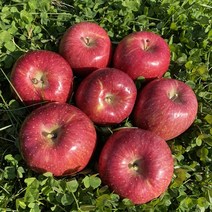 무주 반딧불사과 껍질째 먹는 햇 꿀 고당도 부사 농장직송, 1박스, 열과&흠집5kg, 1개