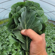 여주 유기농 쌈케일 농장직송 쌈용케일 샐러드 쥬스용 1kg, 유기농 쌈케일 1kg, 1개