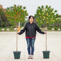 모종 계화 원생 높은 스틱 대각에 꽃들이 향기롭게 대형트리, C01-불포함