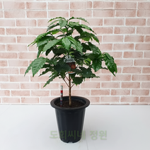 도희씨네 정원>> 카페 분위기 물씬~ 아라비카 커피나무 중형 290″ class=”wr-img”></a></div></p></div></p></div></p></div><div class=