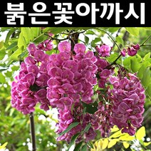 붉은꽃아까시나무 묘목 실생2년 뿌리 특묘 1개/정원/공원/조경수