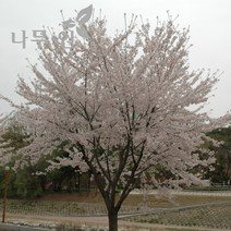 [나무인] 왕벚나무 개화주 지름5cm 차량배송, 1개