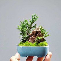 도자기화분 빈티지 토분 분갈이 정원 거실 인테리어, F(6종세트)