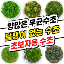 [수초스토어] 무균 컵 조직배양 수초모음전 / 구피 새우 어항 검역 쉬운 키우기 예쁜 은신처 전경 중경 후경 초보 자연 풍성한 흑사 무이탄 치어 베타 열대어, 13. 밀리오필름 마토그로센세