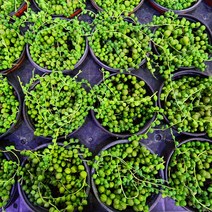 꽃나무팜 (5개한세트) 콩난 콩란 소품 미니다육 행잉식물 녹영 세네시오 줄초록구슬 하얀꽃 행잉플랜트 콩선인장