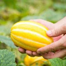 성주 정품 꿀 참외 3kg 5kg 10kg 10키로 가정용 선물용 고당도 박스포장 랜덤 소 특 로열 소과 중과 대과 못난이 하우스 참외, 05. 성주참외 2kg(로얄과/10과내외)