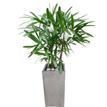 관음죽 전국꽃배달 개업화분, 1개