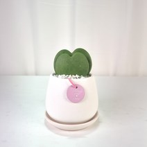 하트선인장 하트호야 호야케리 미니 다육이 공기정화식물 - 침실 공부방 미니화분 어린이집 유치원 학교 인테리어 개업 선물, 독일토분 기본형 (모카) - 화분받침 별도