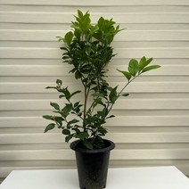 [다은꽃농원]꽃향이 매우 좋고 비타민C가 풍부한 레몬나무 대품 키우기쉬운 실내공기정화식물 인테리어